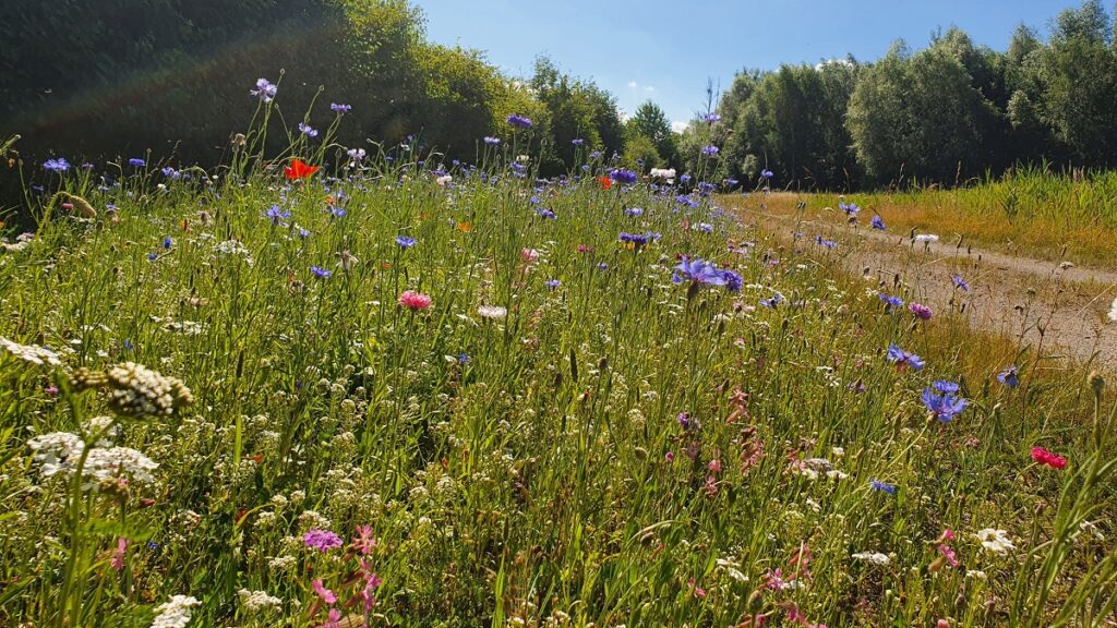 Lippeverband hilft Natur auf die Sprünge - Wildblumen-Blühstreifen auf 10.000 qm2 gepflanzt