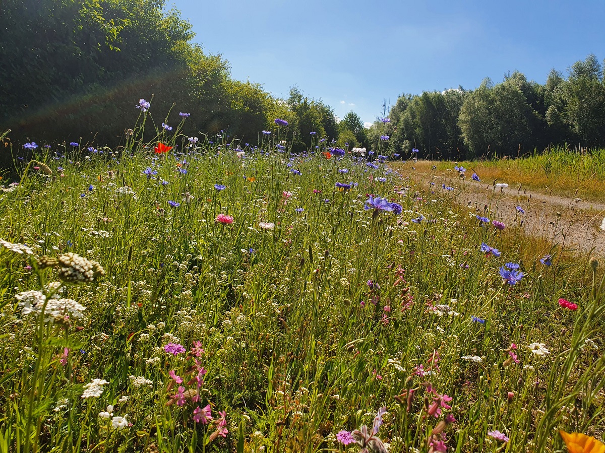 Lippeverband hilft Natur auf die Sprünge - Wildblumen-Blühstreifen auf 10.000 qm2 gepflanzt